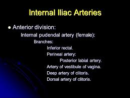 Maybe you would like to learn more about one of these? Pelvic Blood Supply Ppt Video Online Download