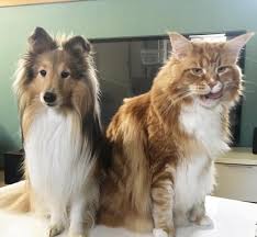 Le maine coon est aussi un géant au cœur tendre, qui préfère les câlins et la tranquillité aux activités intenses. Pin On Main Coon Chats