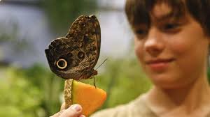 Butterflies! New Riverhead exhibit opens