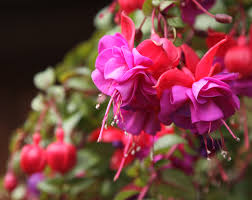 What To Feed A Fuchsia Plant