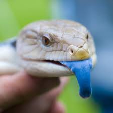 Therefore, you should consider providing your northern blue tongue skink with a bigger enclosure in captivity. Basic Information Sheet Northern Blue Tongued Skink Lafebervet