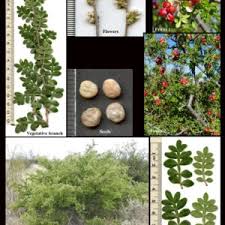 Image result for Anacardiaceae