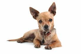 Theyll grow rapidly during their first few weeks however often doubling in. Your Complete Guide To The Deer Head Chihuahua K9 Web