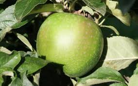 Image result for Granny Smith