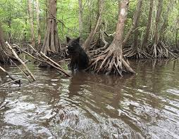 Image result for swamp