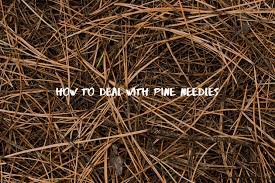 Should You Rake Pine Needles? How To Remove Them Efficiently – Lawn Care  Lessons