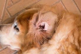 Image result for mold in the ear dog