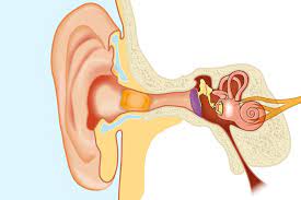 How to use otex olive oil ear drops. Tinnitus Treatment Symptoms Remedies More