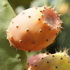 Figuier de barbarie, figuier d'inde, nopal, oponce, cactus raquette. Figue De Barbarie Comment La Manger Quels Bienfaits