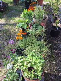 Annua refers to annual plants and biennis to biennial. In Honor Of Herbs Alaska Master Gardener Blog