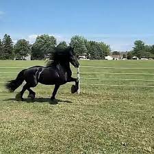 i could watch him all day video horses cute horses beautiful horses