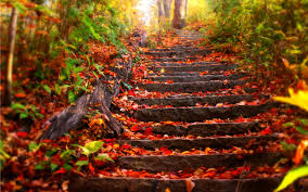 Image result for fall