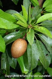 Image result for Manilkara zapota