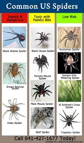 Usa Common Spider Identification Chart Vacation 2013