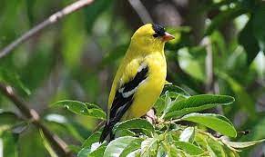 The underparts are pale yellowish. Out My Backdoor Goldfinches Brighten Backyards In Summer Department Of Natural Resources Division