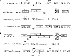 Auf linkedin können sie sich das vollständige profil ansehen und mehr über die kontakte von gerson rehwald und jobs bei ähnlichen unternehmen erfahren. Rhesus Monkey Model For Fetal Gene Transfer Studies With Retroviral Based Vector Systems Molecular Therapy