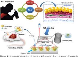 Oct 12, 2020 · the liver weighs about 3 pounds and is the second largest organ in the body. Figure 1 From A 3d Alcoholic Liver Disease Model On A Chip Semantic Scholar