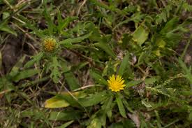 Image result for Hirpicium gorterioides