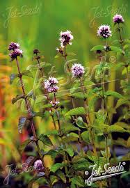 Image result for Mentha aquatica