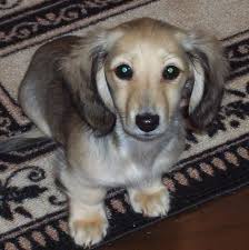 english cream dachshund belle amore dachshunds cute animals cute dogs cute puppies