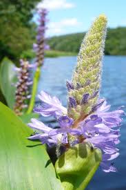 Image result for Pontederia