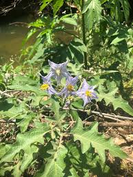 Image result for Solanum terminale