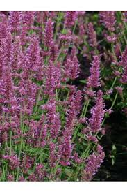 Nameberry includes a wide range of flower names for girls , from garden variety to hothouse blooms. Filler Flowers Foliage For Bouquets Redemption Seeds