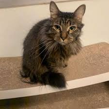 In addition all of our cats are lovingly cared for in foster homes until they are placed into their furrever homes. Beautiful Maine Coon Mix Fiona Is Looking For A Home Animal Shelter Services Wags Pet Adoption In Westminster Ca