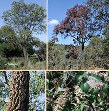 Image result for Faurea rochetiana