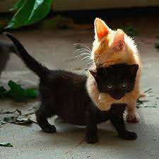 Funny Cat Pictures No Swear Words Cat Best Of The Funny Meme Cute Cat Memes Funny Cat Memes Funny Animal Pictures