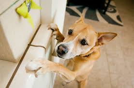 At dog party usa we love dogs of all breeds and sizes! Stafford Tx Dog Boarding Kennels Near Me Great Dog Kennels