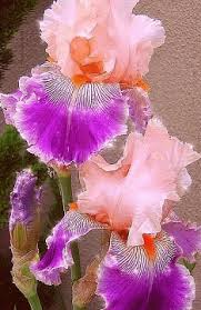 Pin On Bloemen