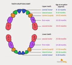 Teething Blue Hills Chiropractic