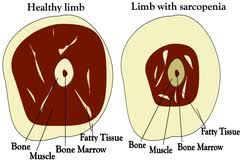 Image result for Body Composition Changes with Aging
