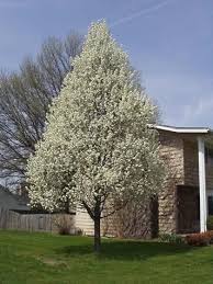 When making your selection, please review the tree description and features information to learn how your tree is classified. Pin On Garden Trees