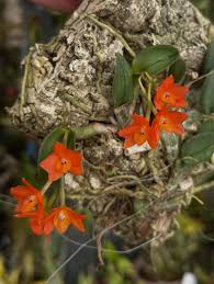 Image result for Embelia libeniana