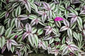 Maybe you would like to learn more about one of these? Why Is My Wandering Jew Plant Turning Brown Fiddle Thorn