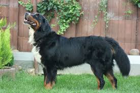 The saint bernard probably has their roots in the roman molossian dogs, but it wasn't until between 1660 and 1670 that the breed developed into the magnificent dog responsible for saving so many lives. Bernese Mountain Dog Wikipedia