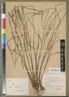 Image result for Kyllinga alba