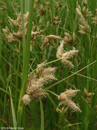 Image result for Bolboschoenus