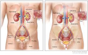 Acute Renal Failure Arf Chronic Kidney Disease Ckd Fluid And Electrolyte Disorders Urinary Tract Infection Uti Benign Prostatic Hypertrophy Renal Calculi Bladder Cancer And Genitourinary Disorders Comprehensive Examination 1 27 Diagram Quizlet