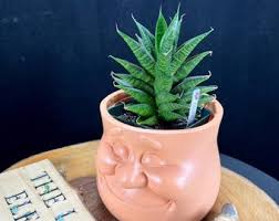 Image result for Sansevieria humiflora