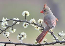 Gray Birds That Look Like Cardinals Bird Greeting Cards Google Search Krasivye Pticy Fotografii Kartiny