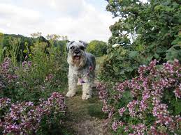 If your pooch chews on a few leaves, he'll experience gastrointestinal troubles, weakness and paralysis. Plants Toxic To Dogs Jimsmowing Com Au