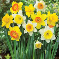 Van Zyverden Daffodils Trumpet And Cupped Mixture Bulbs Set Of 15 87047 The Home Depot Daffodil Bulbs Daffodils Spring Flowers