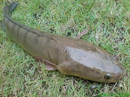 Dengan dilengkapi gambar dari sumber terpercaya keakuratanya, semoga menambah lebih jelasnya bagi pembaca yang budiman akan jenis jenis ikan air laut yang disebutkan di bawaha ini. Ikan Haruan Ilhamaku