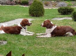 Image result for velššpringršpaněl