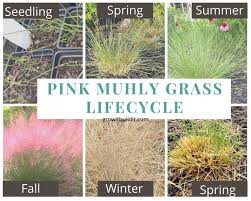 For newer lawns, grass maintenance consisting of regularly watering and mowing it suffices. Pink Muhly Grass 101 Complete Guide To Muhly Grass Growit Buildit