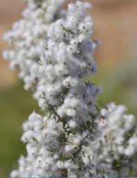 Image result for Eriocephalus microphyllus