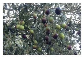 Sejour Cueillette Des Olives Dans Les Jardins De Darzahia Darzahia Maison D Hotes A Taroudant